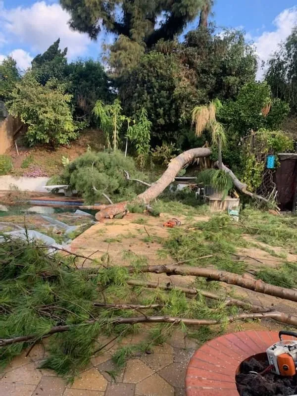 Trusted outdoor landscaping in Placentia, CA by A's Tree Service