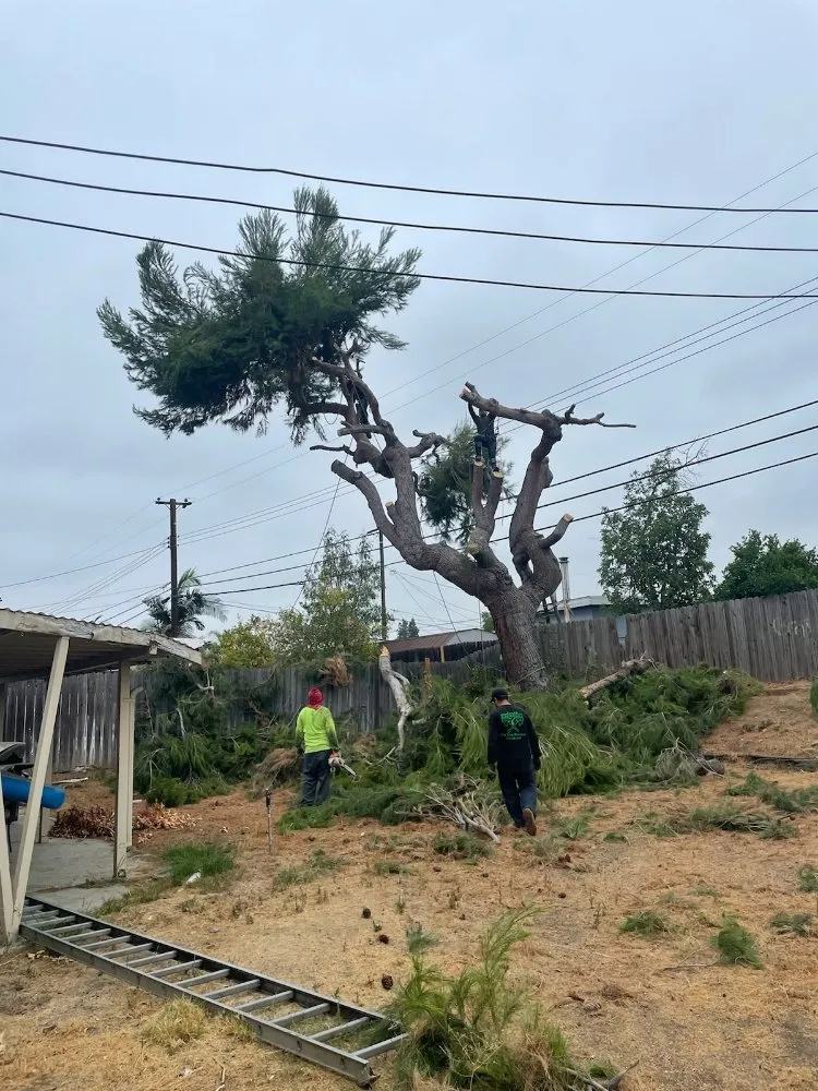 Expert yard cleanup service experts serving Placentia, CA - A's Tree Service