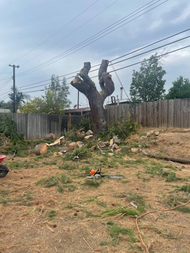 Top-rated residential landscaping for beautiful yards in Placentia, CA by A's Tree Service