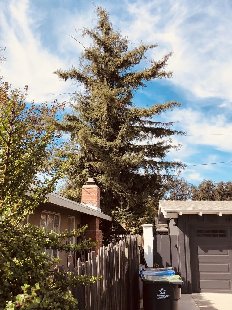 Trusted lawn care service in Placentia, CA by A's Tree Service