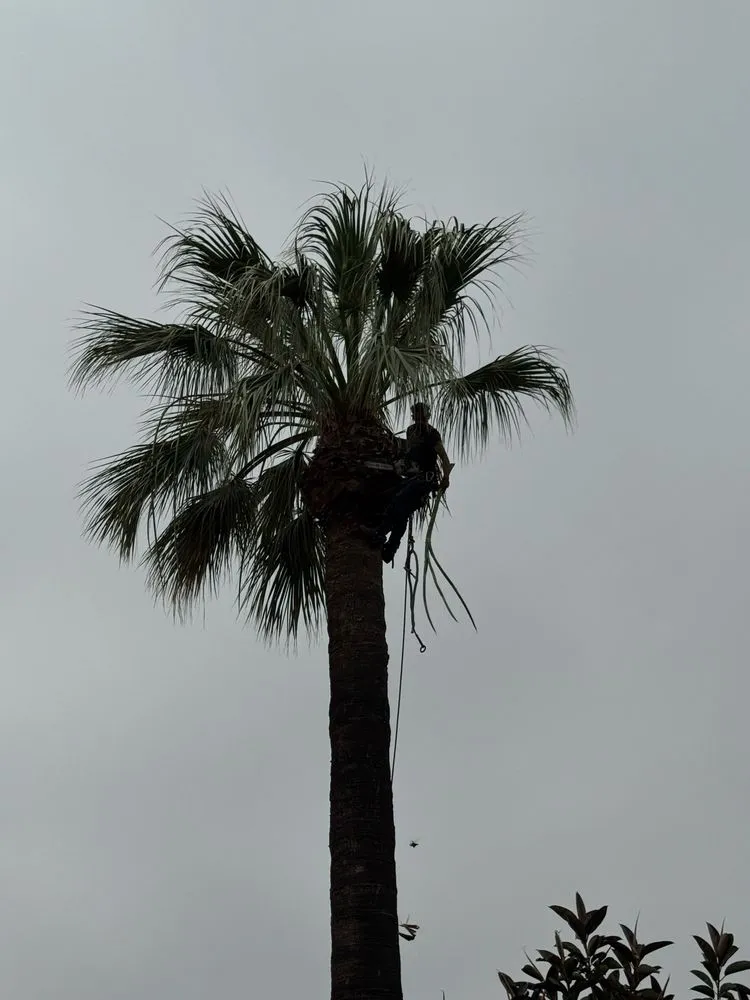 Local landscape installation experts serving Placentia, CA - A's Tree Service