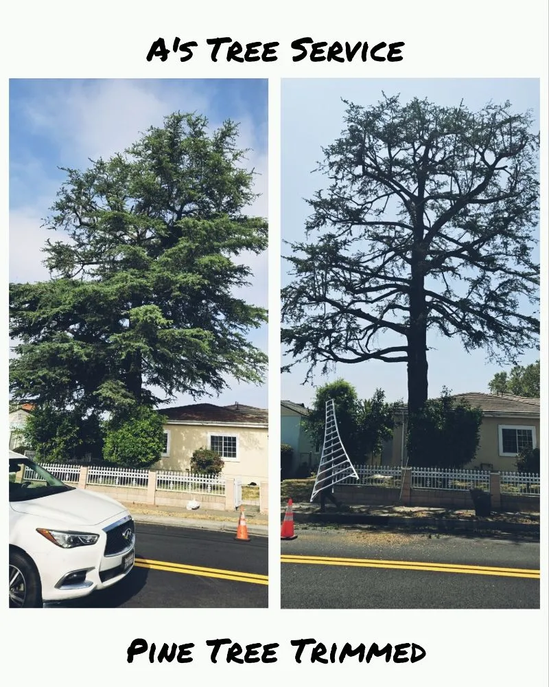 Top-rated lawn mowing service for year-round maintenance across Placentia, CA - A's Tree Service