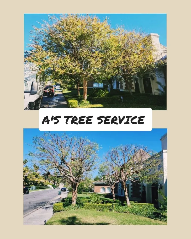 Expert yard maintenance in Placentia, CA by A's Tree Service