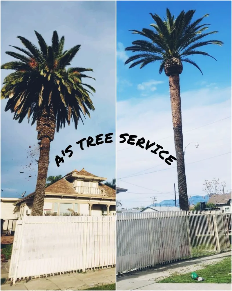 Trusted landscape design for residential properties across Placentia, CA - A's Tree Service