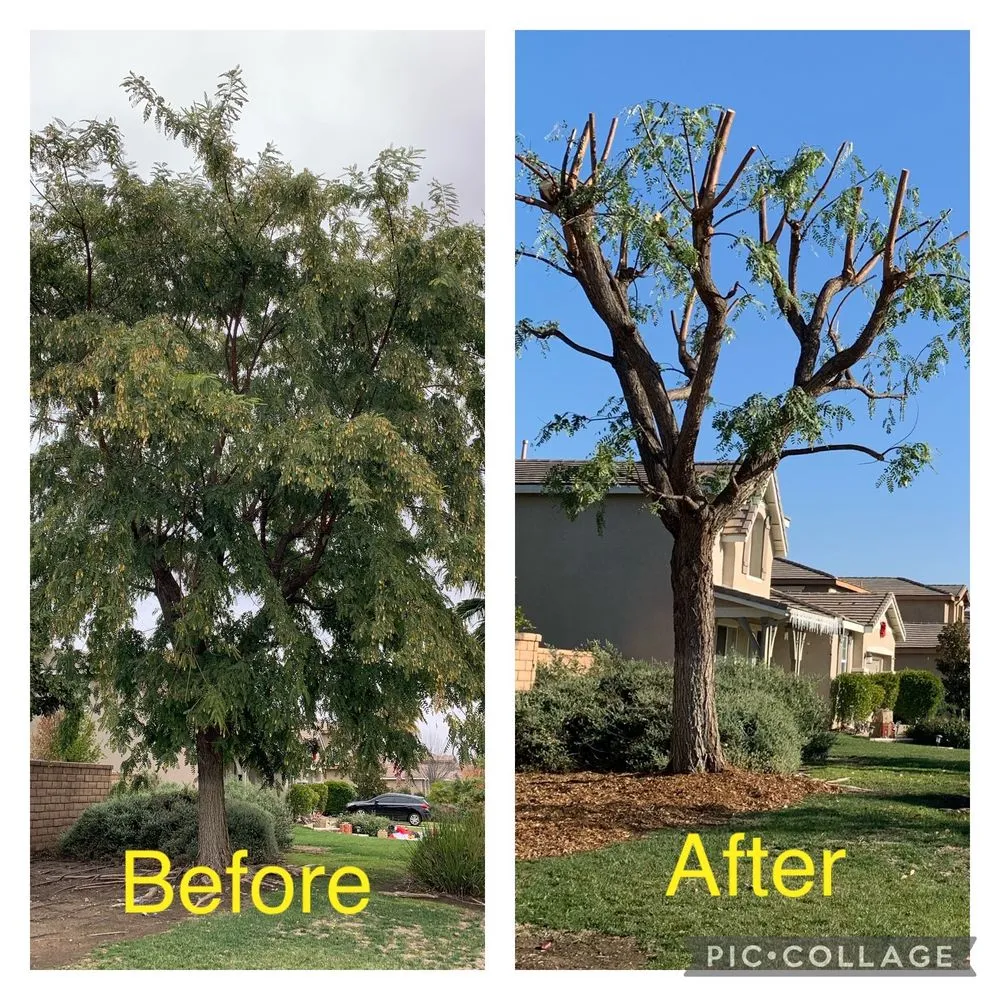 Local outdoor landscaping experts serving Placentia, CA - A's Tree Service