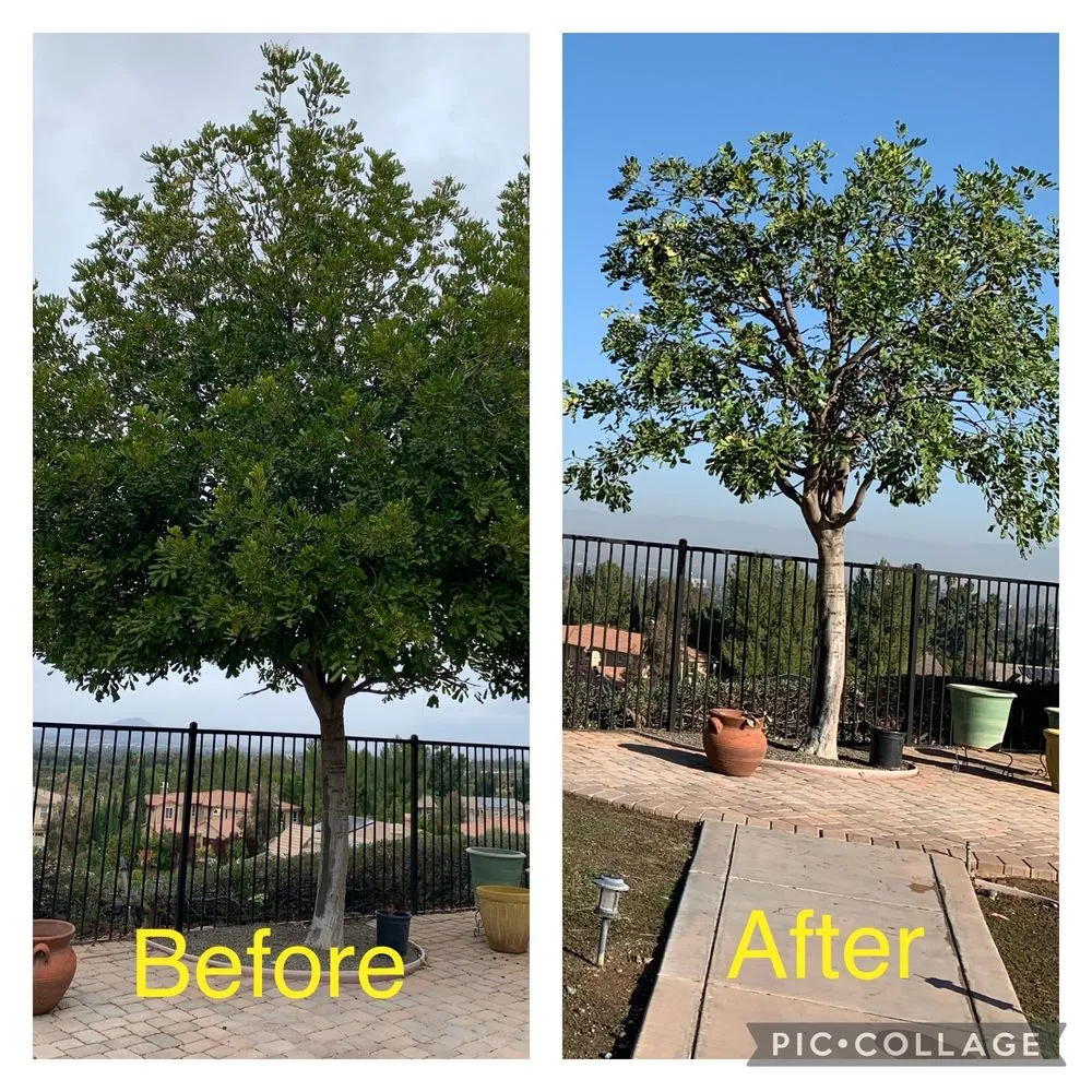 Professional landscape installation for outdoor upgrades in Placentia, CA by A's Tree Service