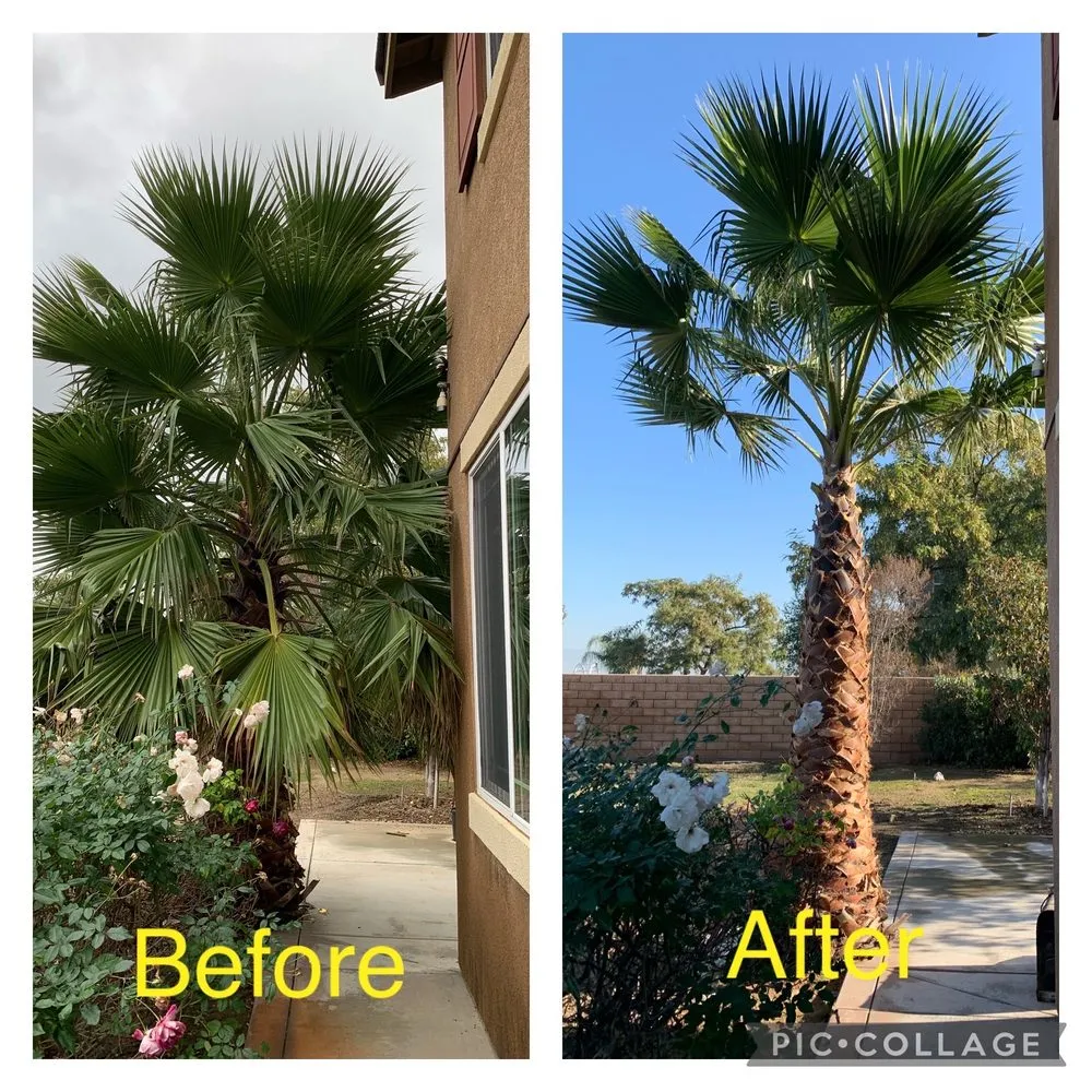 Expert residential landscaping experts serving Placentia, CA - A's Tree Service