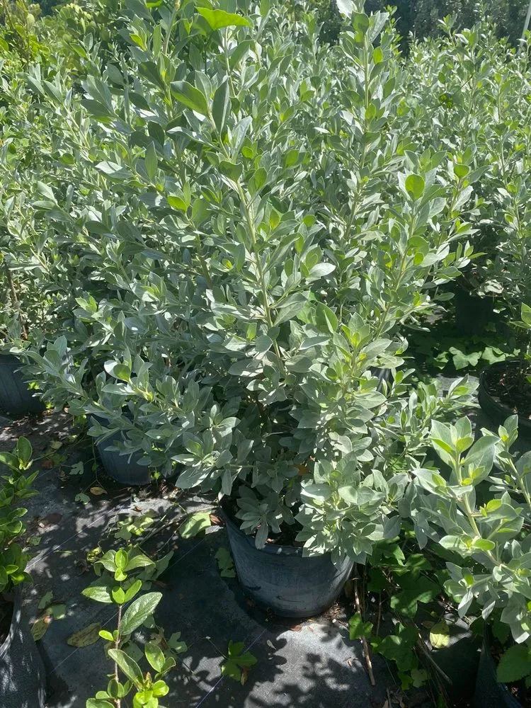 Trusted lawn care service for homes across Miami, FL - AS4Less Landscaping