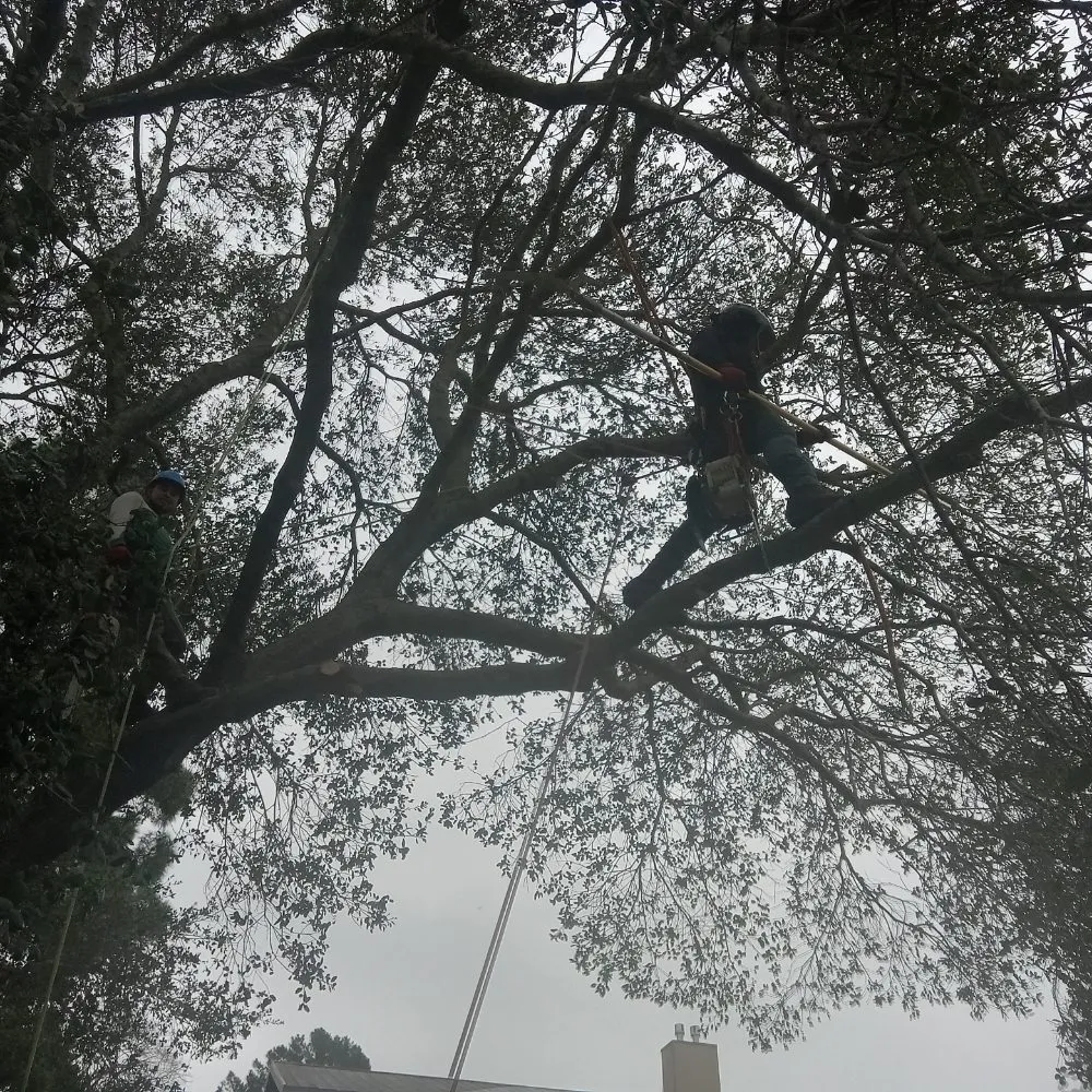 Reliable landscape design in Napa, CA - ASAP Stump Removal & Tree Service