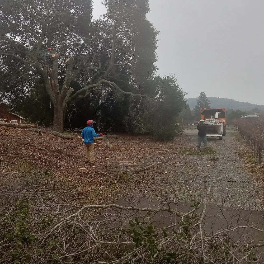 Affordable landscape design with custom design across Napa, CA - ASAP Stump Removal & Tree Service