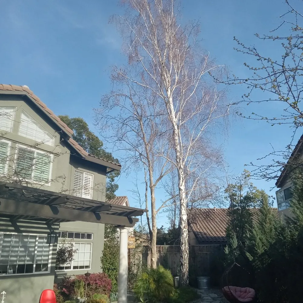 Custom garden landscaping for outdoor upgrades across Napa, CA - ASAP Stump Removal & Tree Service