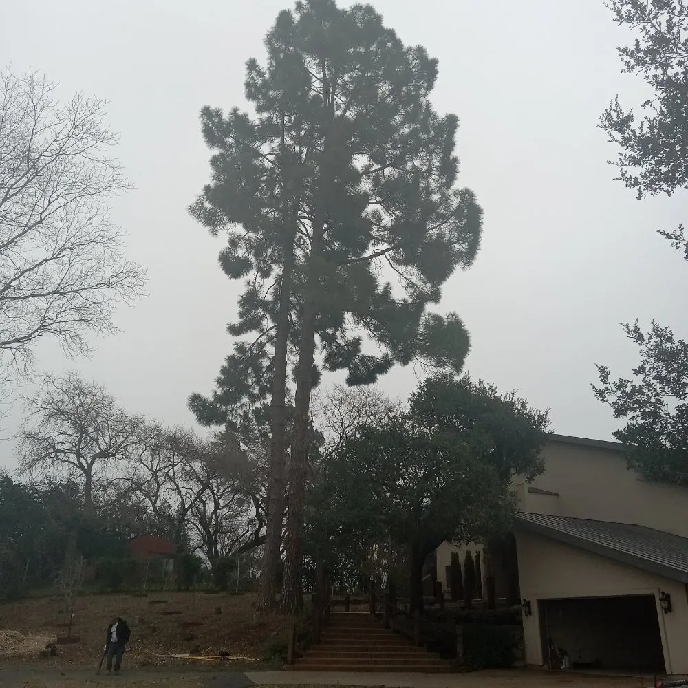 Top-rated landscape installation in Napa, CA - ASAP Stump Removal & Tree Service