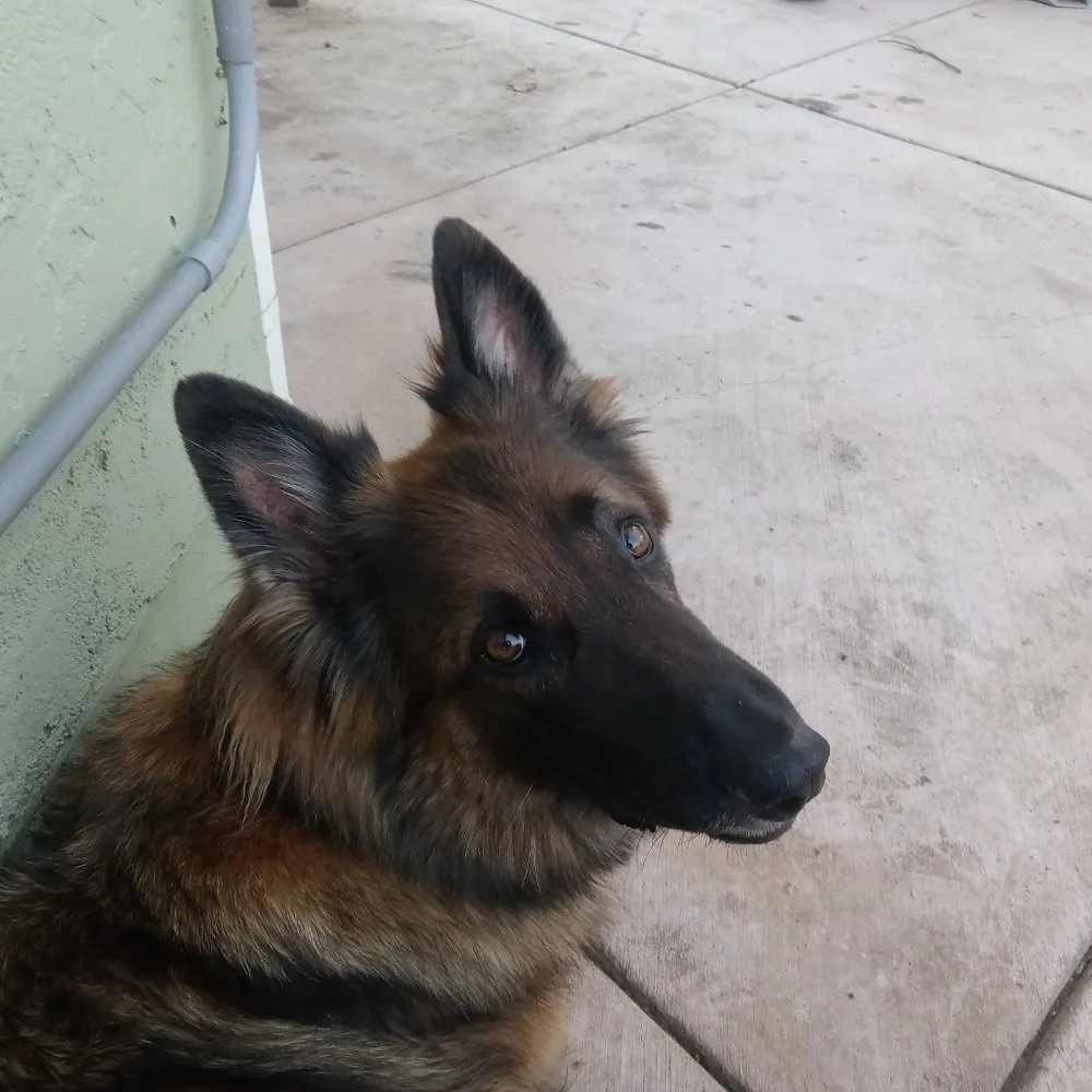 Expert outdoor landscaping for beautiful yards across Napa, CA - ASAP Stump Removal & Tree Service