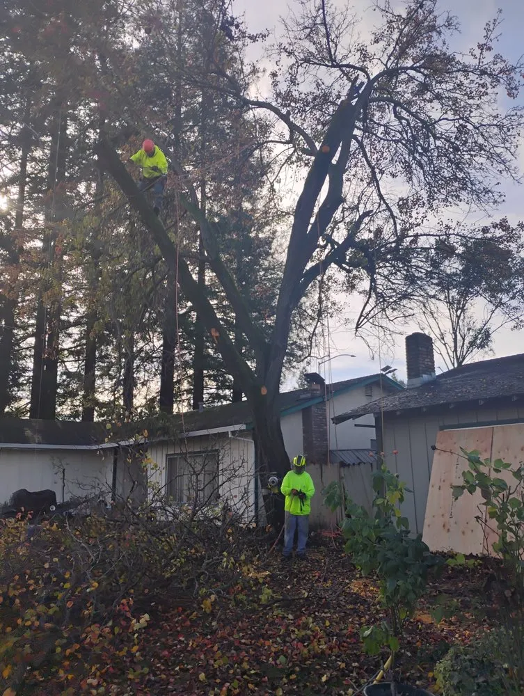 Professional lawn care service with custom design across Napa, CA - ASAP Stump Removal & Tree Service