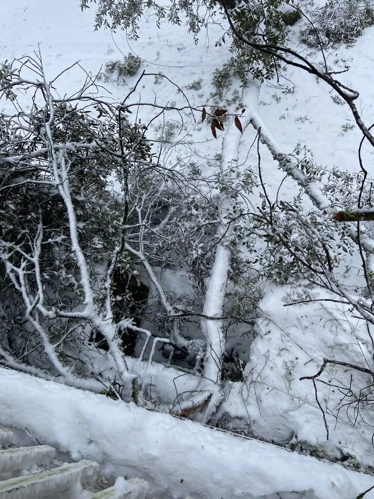 Top-rated outdoor landscaping in Napa, CA by ASAP Stump Removal & Tree Service