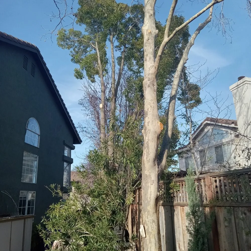 Local outdoor landscaping for year-round maintenance across Napa, CA - ASAP Stump Removal & Tree Service