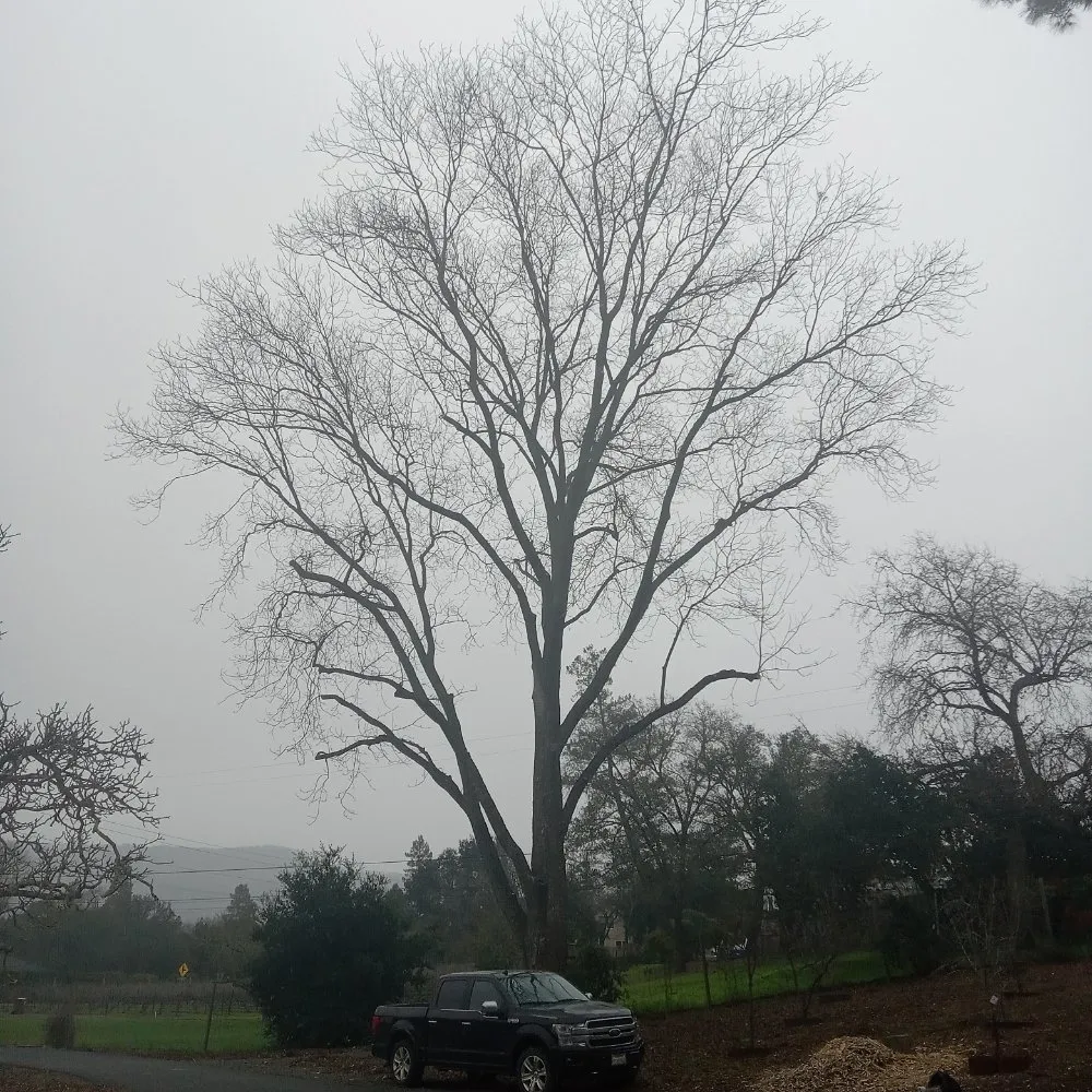Trusted yard cleanup service for outdoor upgrades across Napa, CA - ASAP Stump Removal & Tree Service