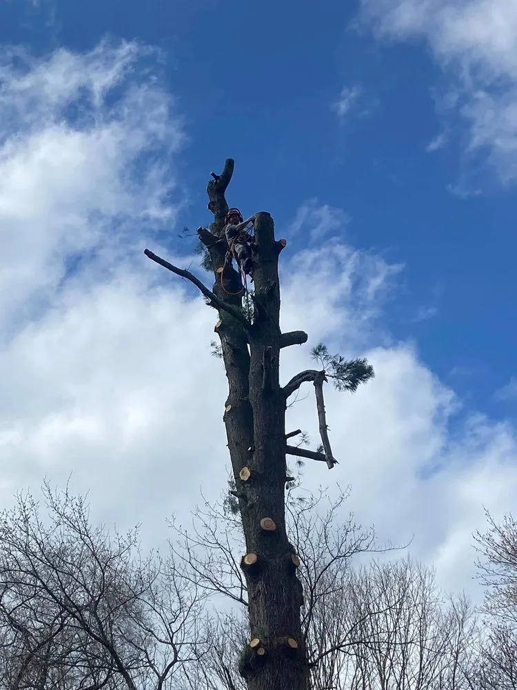 Affordable yard maintenance for outdoor upgrades across Monaca, PA - ASAP Tree & Landscape