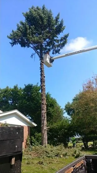 Custom landscape installation in Rockford, IL by ASAP Tree Pros