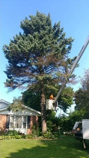 Reliable landscape installation near you in Rockford, IL by ASAP Tree Pros