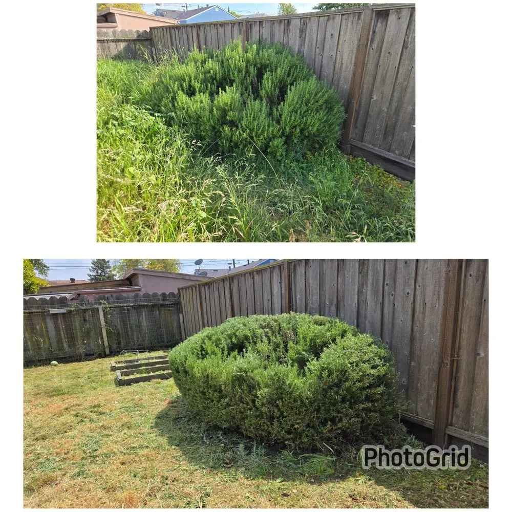 Trusted yard maintenance for beautiful yards in Hayward, CA by Asap Yard Sand Lawns