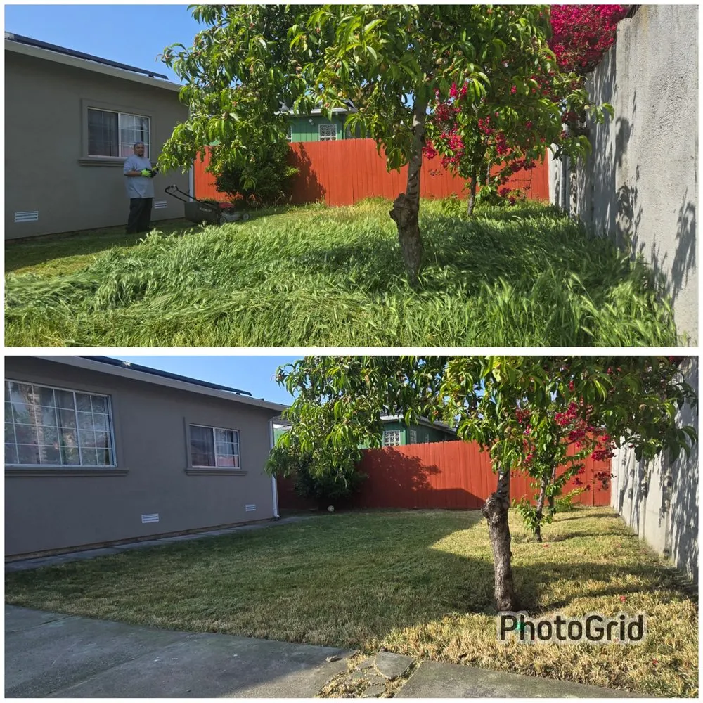 Trusted yard cleanup service in Hayward, CA - Asap Yard Sand Lawns