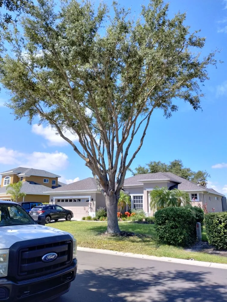 Reliable lawn care service in Sarasota, FL - Asay Tree & Landscaping