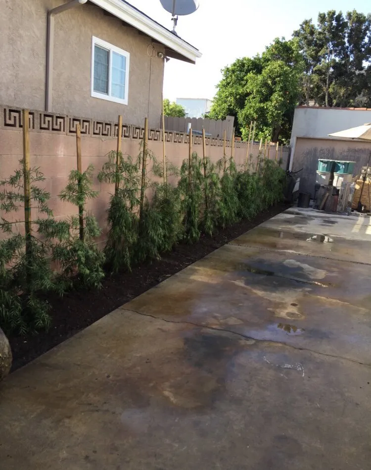 Trusted residential landscaping in Long Beach, CA - ASC Landscaping