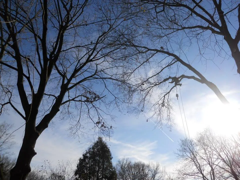 Affordable residential landscaping in Derry, NH - ASC Tree Service