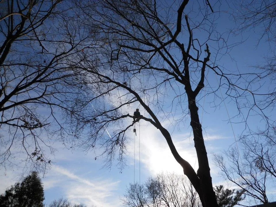 Reliable yard maintenance experts serving Derry, NH - ASC Tree Service