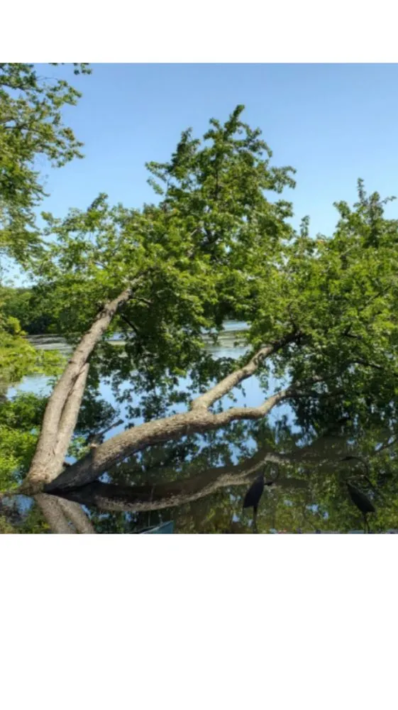 Top-rated lawn mowing service experts serving Derry, NH - ASC Tree Service