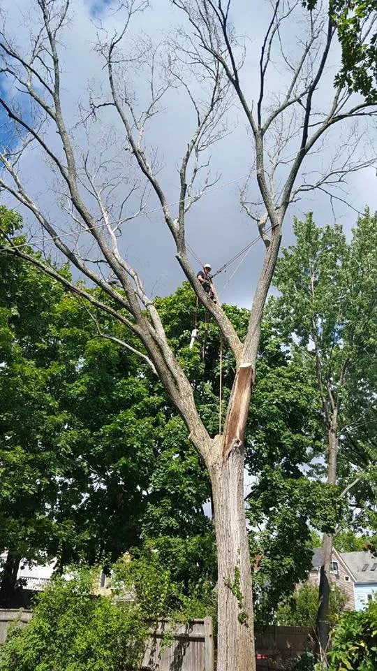 Local yard maintenance for homes across Derry, NH - ASC Tree Service