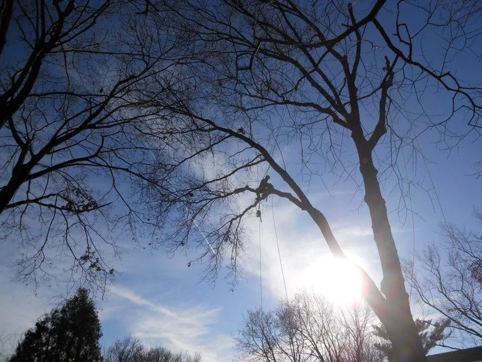 Expert landscape design in Derry, NH - ASC Tree Service