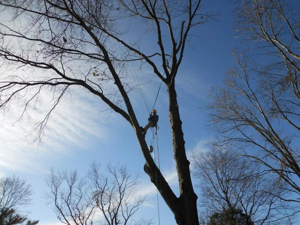 Expert lawn care service experts serving Derry, NH - ASC Tree Service