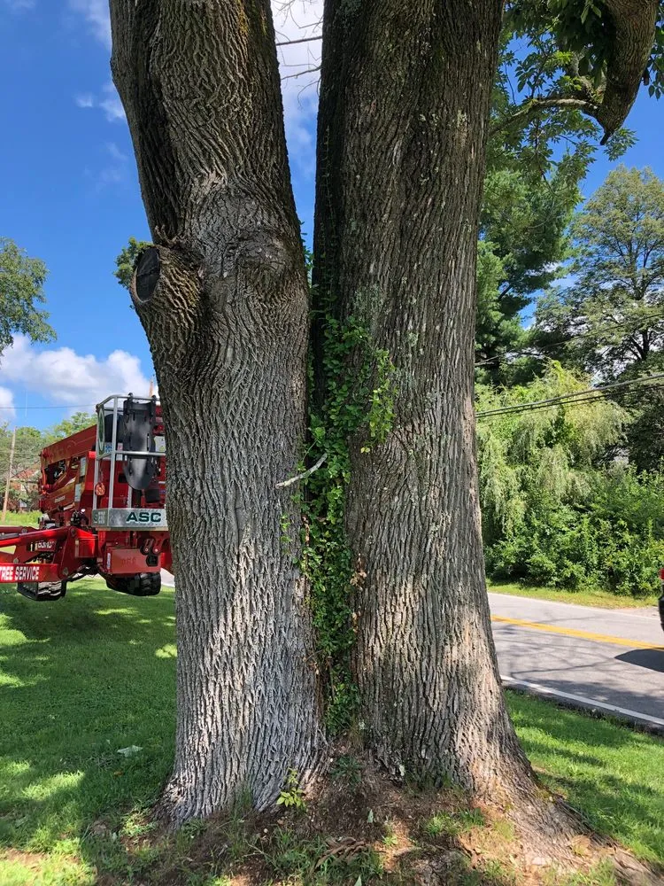 Professional yard cleanup service for outdoor upgrades in Derry, NH by ASC Tree Service