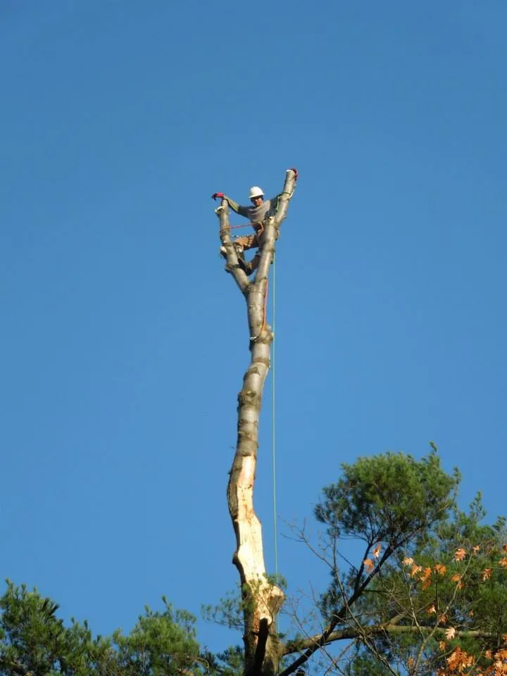 Professional yard cleanup service experts serving Derry, NH - ASC Tree Service