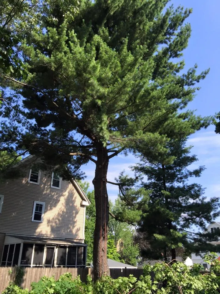 Local garden landscaping in Derry, NH - ASC Tree Service