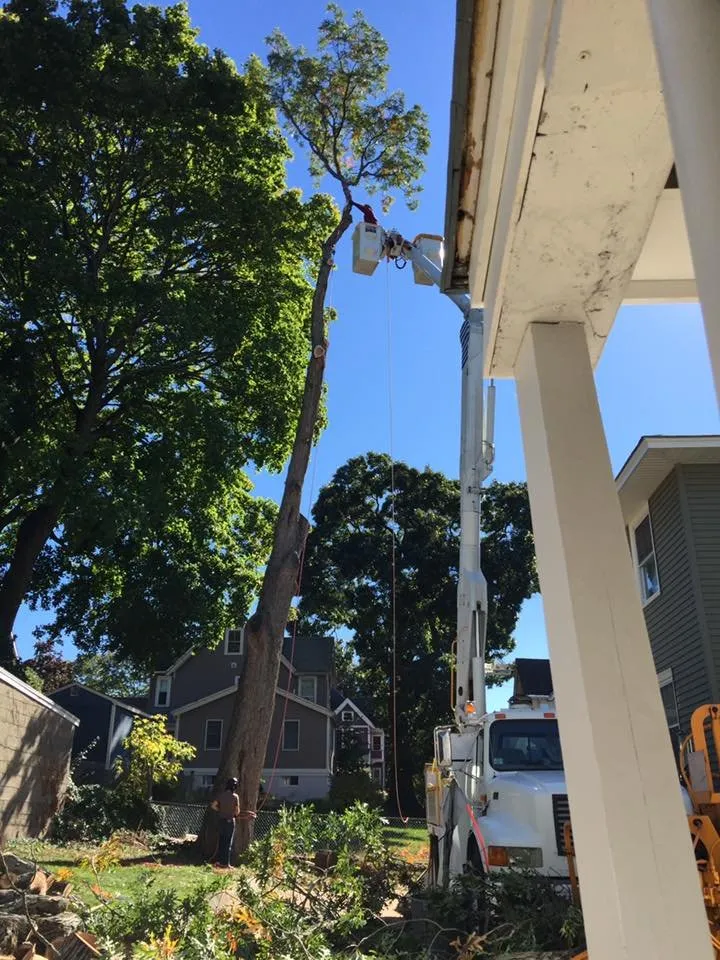 Custom yard maintenance experts serving Derry, NH - ASC Tree Service