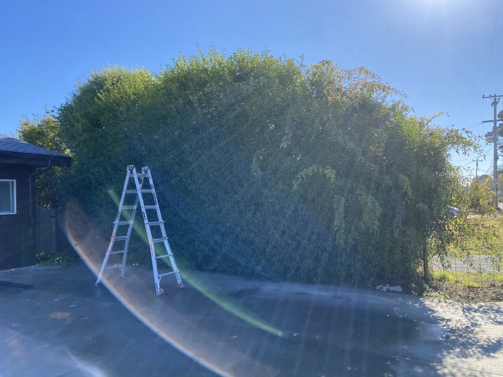 Reliable landscape installation for outdoor upgrades in Arcata, CA by Ascencio Landscaping Lawn Care Solutions