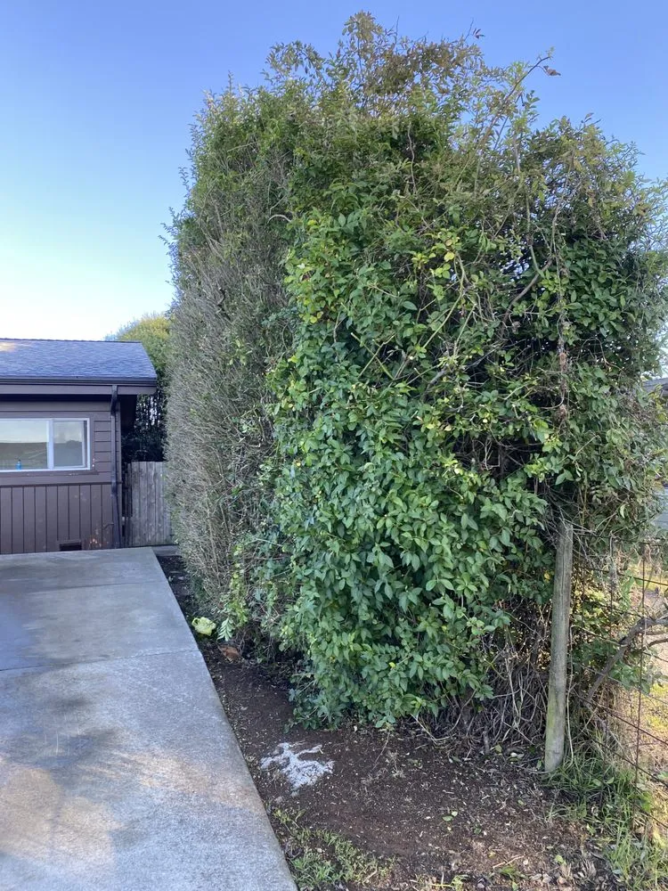 Affordable lawn mowing service for year-round maintenance in Arcata, CA by Ascencio Landscaping Lawn Care Solutions