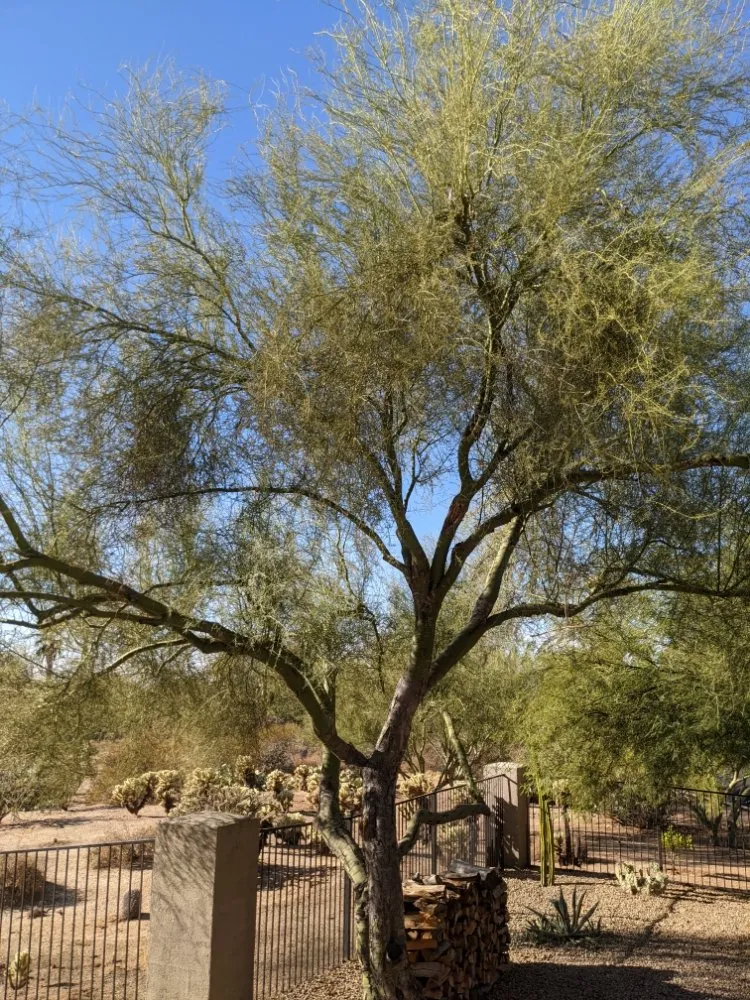 Local outdoor landscaping for homes in Queen Creek, AZ by Ascending Tree Care