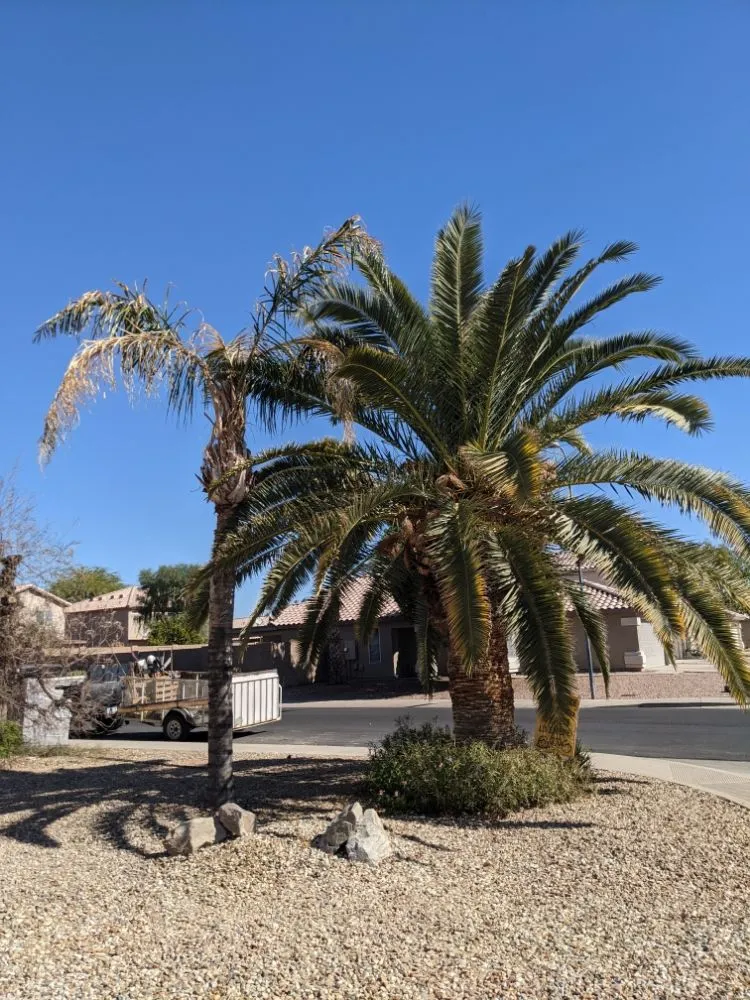 Affordable lawn mowing service for year-round maintenance in Queen Creek, AZ by Ascending Tree Care