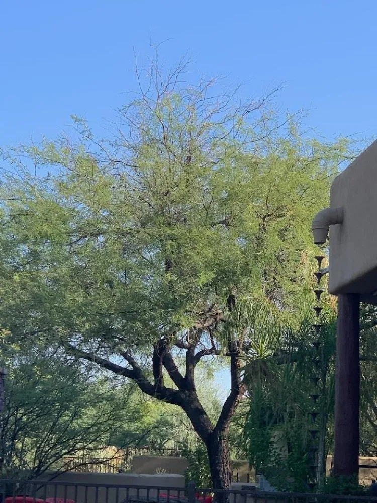 Local lawn care service in Queen Creek, AZ - Ascending Tree Care