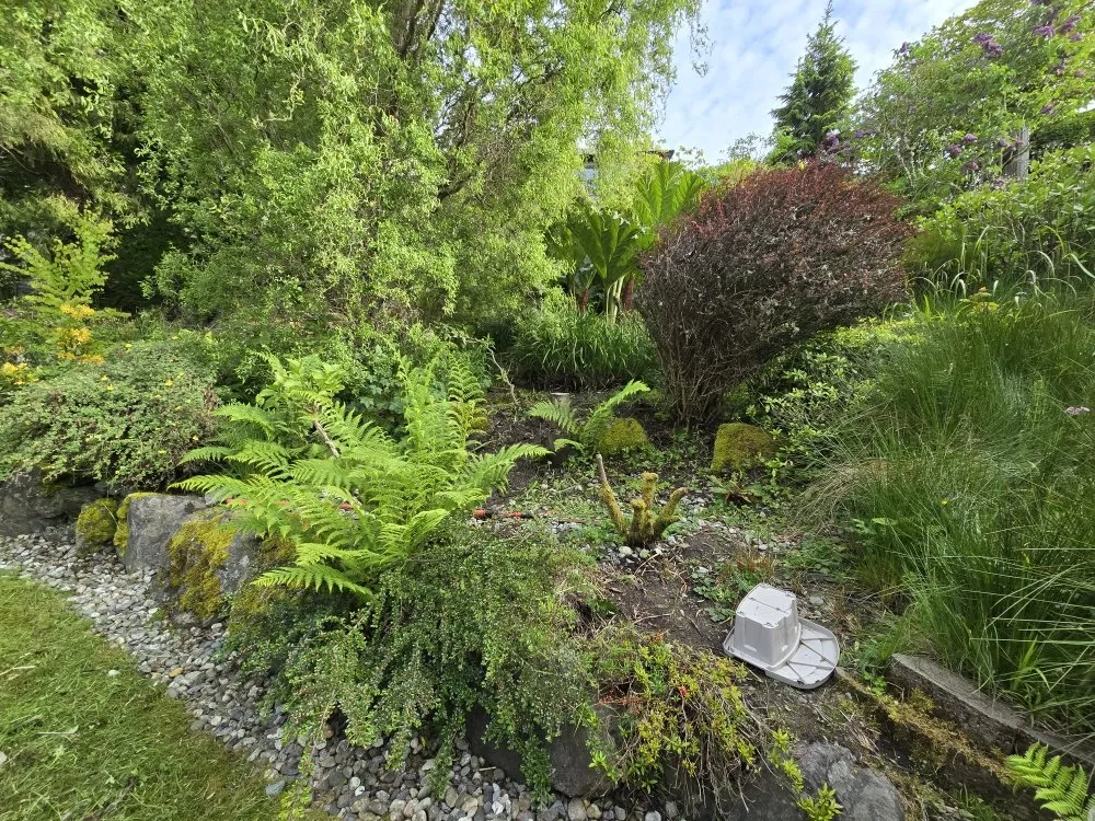 Expert yard cleanup service in Seattle, WA - Ascent Landscaping