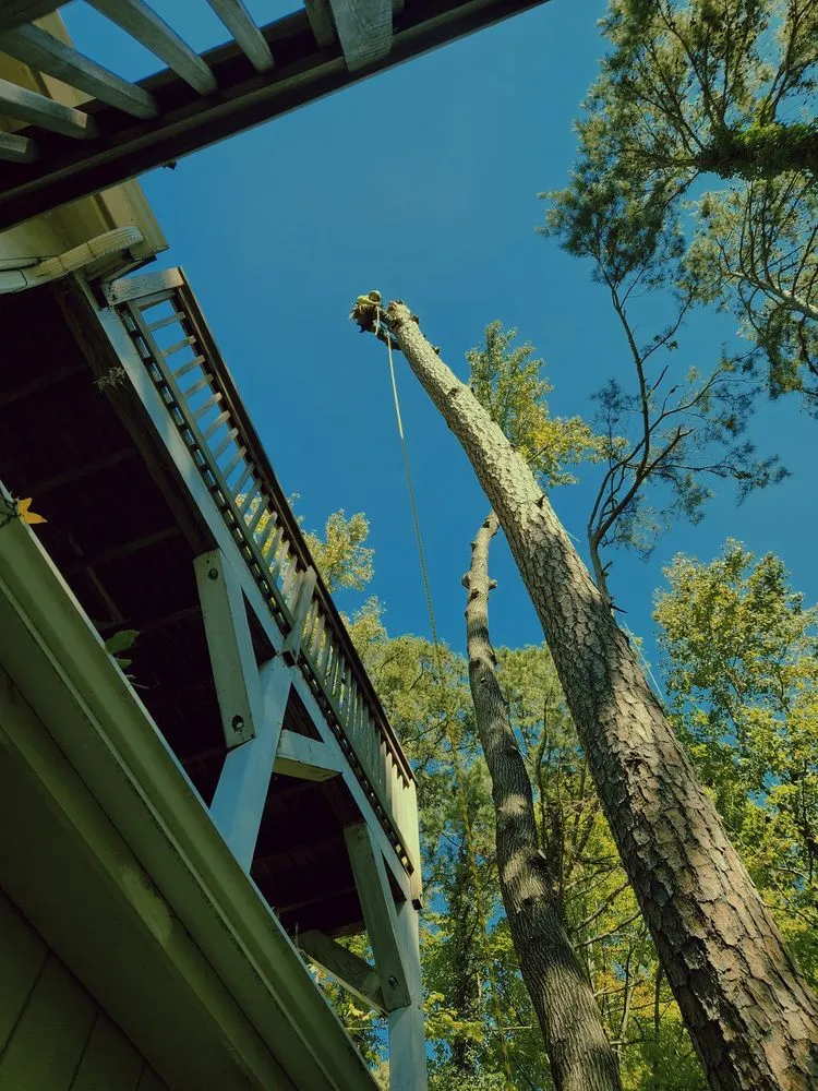 Top-rated yard maintenance in Rock Hill, SC by Ascentree