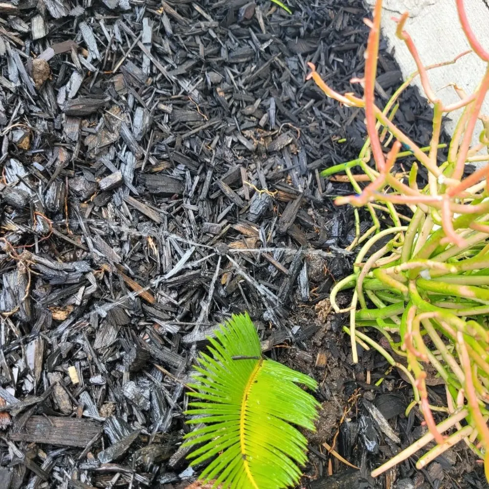 Affordable landscaping services near you in Westminster, CA by Asencion Landscape