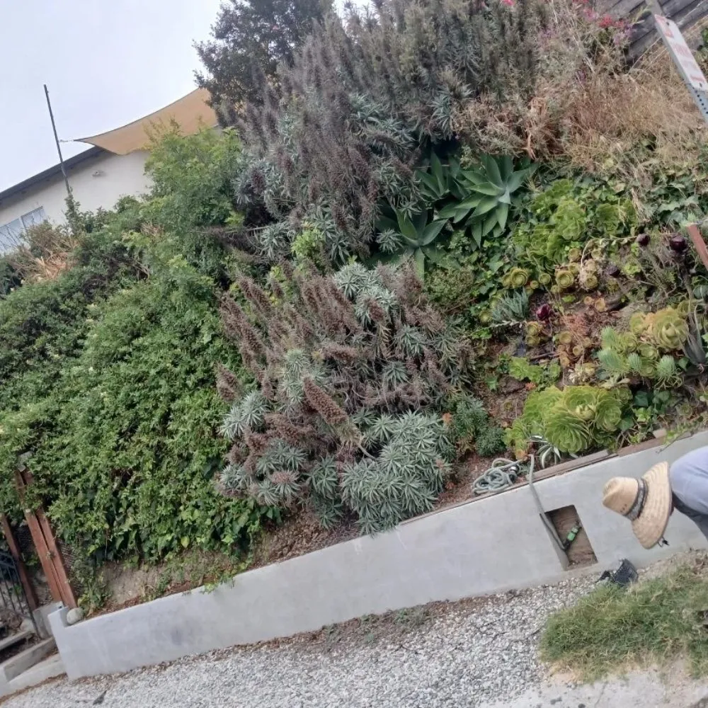 Top-rated landscaping services for outdoor upgrades in Westminster, CA by Asencion Landscape