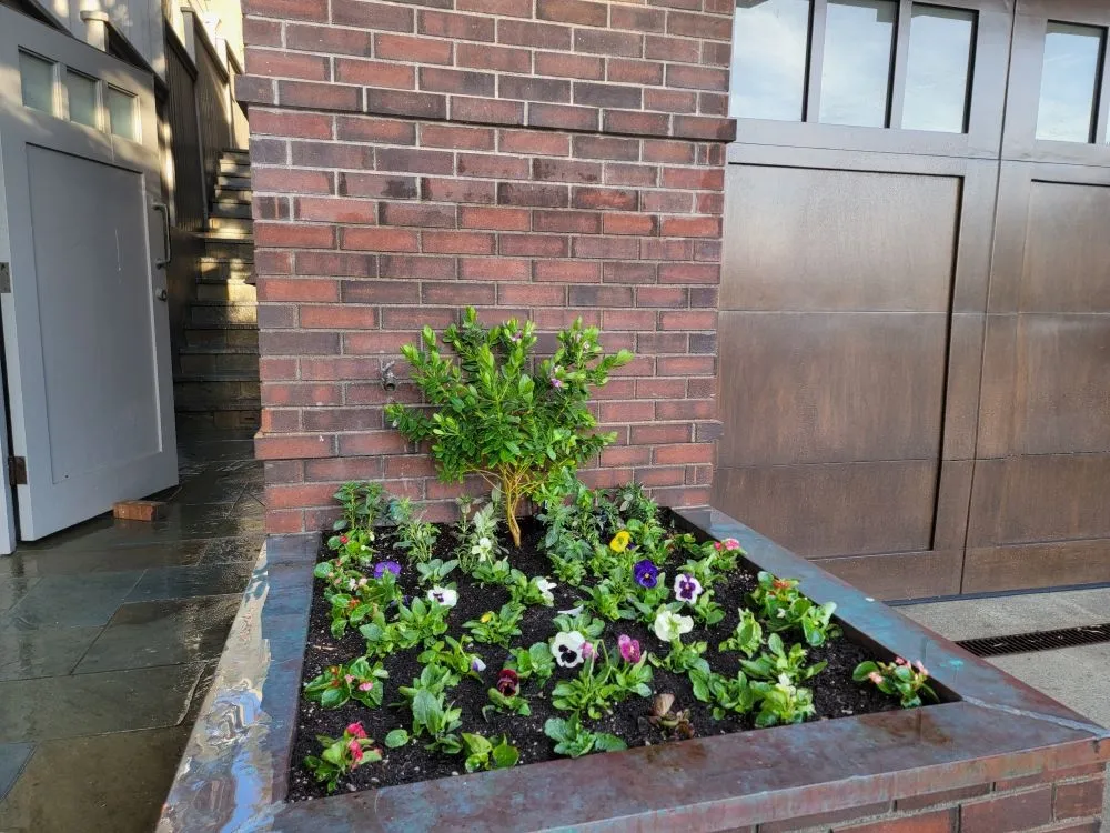 Top-rated outdoor landscaping for residential properties in Westminster, CA by Asencion Landscape