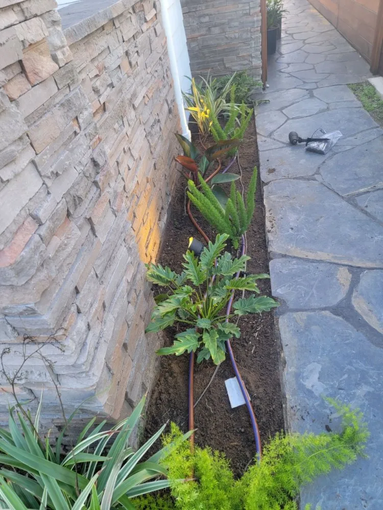 Local landscaping services experts serving Westminster, CA - Asencion Landscape
