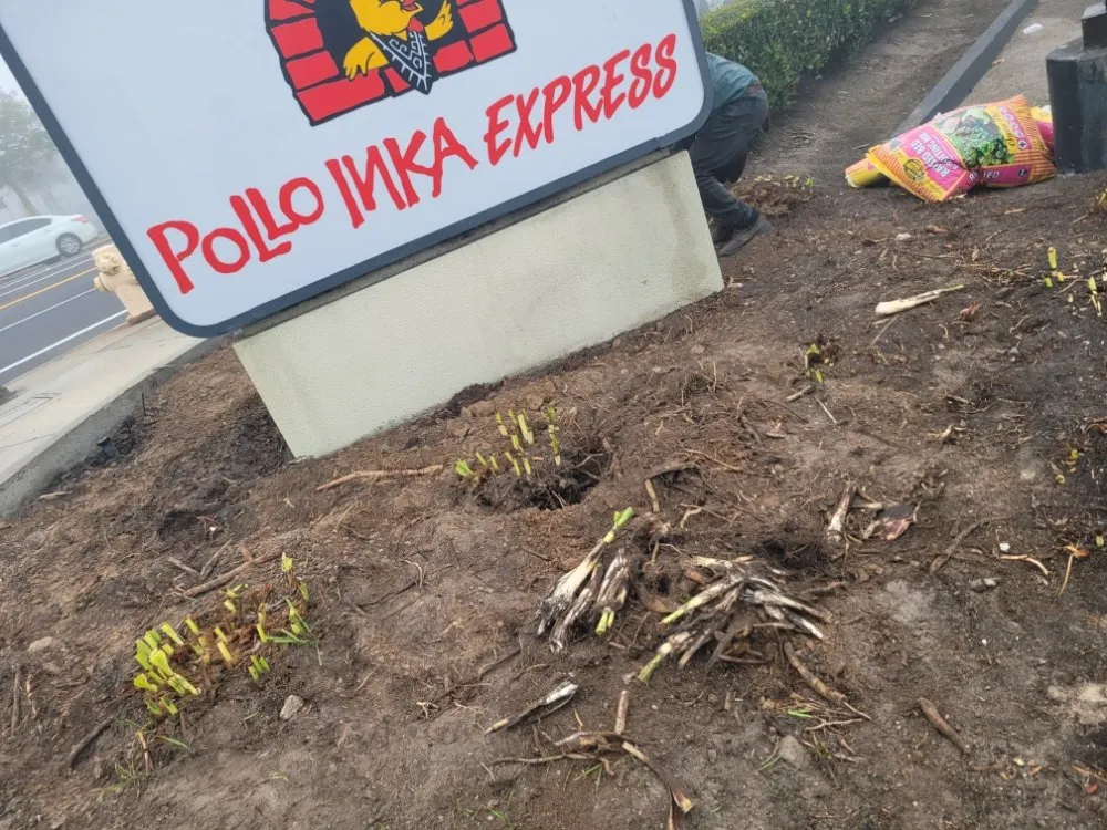 Affordable garden landscaping in Westminster, CA - Asencion Landscape